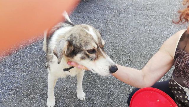 Μήπως αναζητάτε την σκυλίτσα της φωτογραφίας;