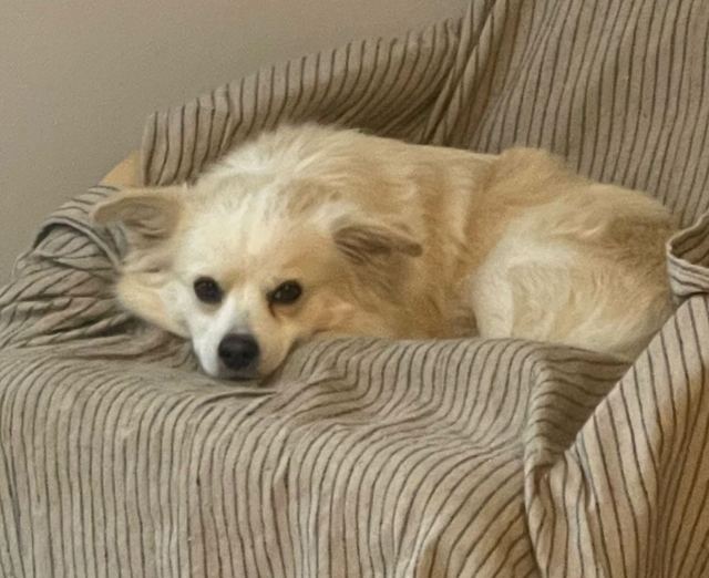 Χάθηκε ο Ρούντι - Βοηθήστε να τον βρούμε