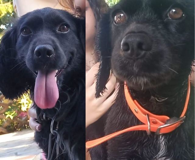 Χάθηκε σκυλάκι στο χωριό Λιανοκλάδι