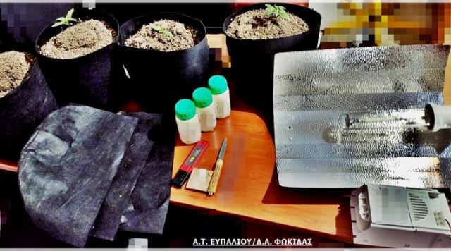 Χειροπέδες σε αλλοδαπό για υδροπονική καλλιέργεια κάνναβης