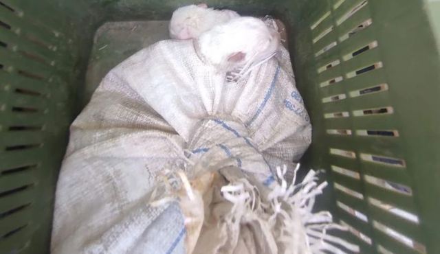 Ηλεία: Άνδρας έβαλε σε τσουβάλι νεογέννητα κουτάβια και ετοιμαζόταν να τα πετάξει - Τον έπιασαν επ’αυτοφώρω