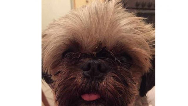 Ψάχνουμε την σκυλίτσα της φωτογραφίας