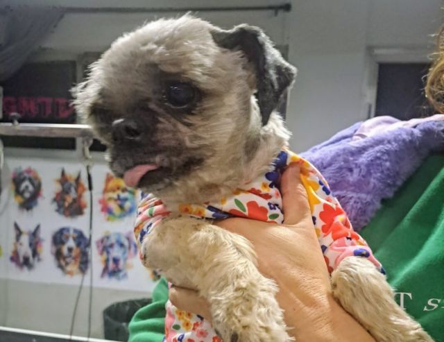 Ας βοηθήσουμε ΟΛΟΙ τη μικρή Μπουμπού!