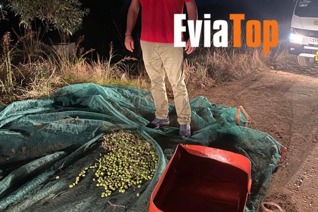 Είχαν απλώσει λιόπανα και έκλεβαν ελιές!