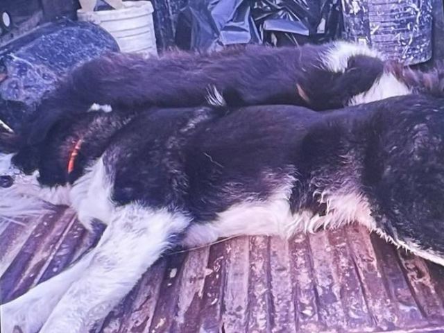Η Κοινότητα Πελασγίας καταδικάζει τις δολοφονίες των ζώων