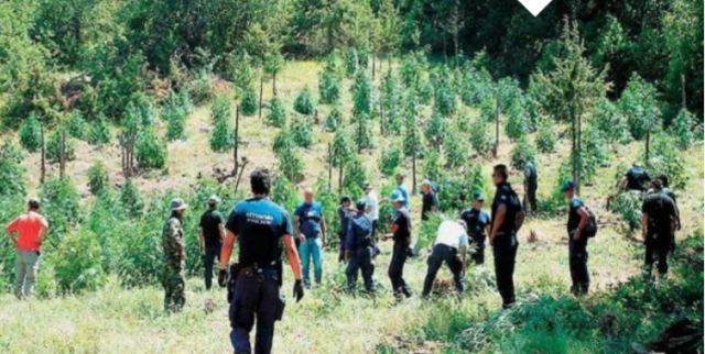 Μεγάλη χασισοφυτεία στη Λοκρίδα - Συνελήφθη και αστυνομικός