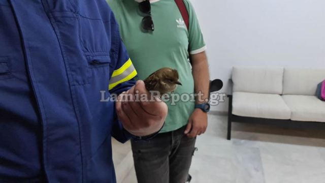 Λαμία: «Επιχείρηση σπουργίτι» στη Δημοτική Πινακοθήκη (ΒΙΝΤΕΟ-ΦΩΤΟ)