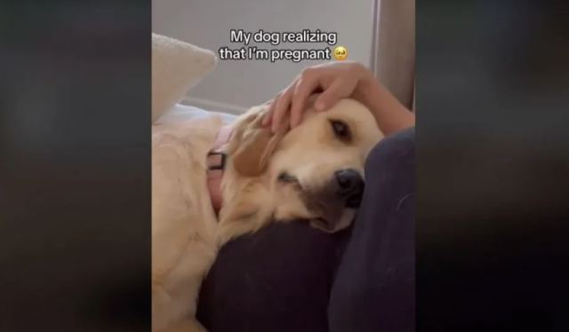 Viral βίντεο: H τρυφερή στιγμή που σκυλίτσα συνειδητοποιεί ότι η ιδιοκτήτριά της είναι έγκυος
