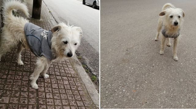 Μήπως ψάχνετε το σκυλάκι της φωτογραφίας;