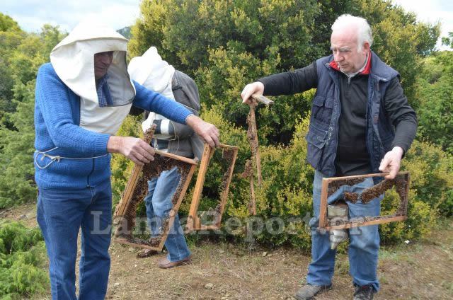 Φθιώτιδα: Επίθεση από αρκούδες σε μελίσσια και ζώα - ΒΙΝΤΕΟ