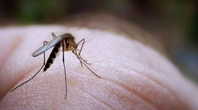 ΕΟΔΥ: Προφυλαχτείτε από τον ιό του Δυτικού Νείλου