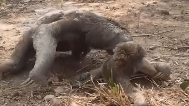 Βραδύπους κλαίει την ώρα που ξανασυναντά τη μαμά του - Εκείνη τον «αγκαλιάζει»