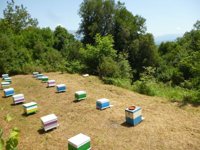 Σχετικά με την απόσταση των μελισσιών από τον δρόμο