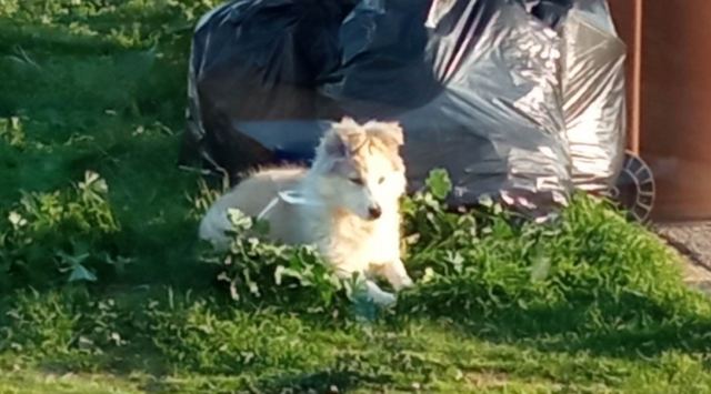 Μήπως αναζητάτε τη σκυλίτσα της φωτογραφίας;