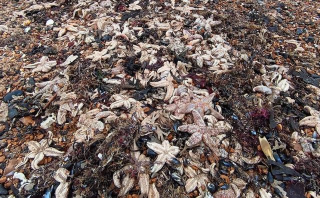 Παράξενο φαινόμενο σε παραλία: Χιλιάδες νεκροί αστερίες ξεβράστηκαν, προκαλώντας ανησυχία για την υγεία