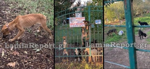 Στυλίδα: «Κολαστήριο» ζώων στην Κουβέλα - Συνέλαβαν μια γυναίκα