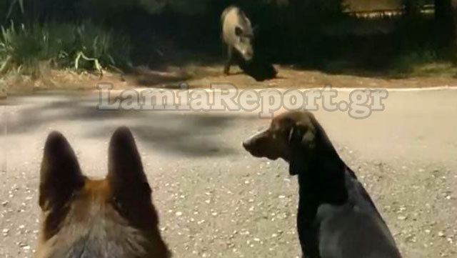 Λαμία: Όταν ο σκύλος συνάντησε το αγριογούρουνο  - ΒΙΝΤΕΟ