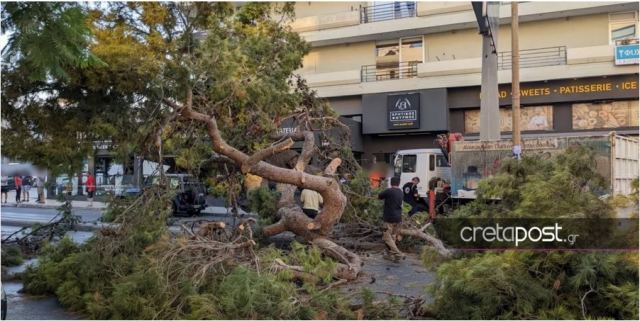 Τραγωδία στην Κρήτη: Αυτοψία είχε δείξει την επικίνδυνη κλίση του πεύκου που σκότωσε τον 51χρονο
