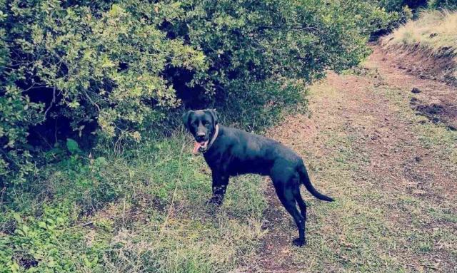 Το σκυλάκι της φωτογραφίας χάθηκε από τα Ρεβένια-Καλύβια