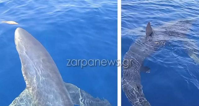 Κύθηρα: Ψαράδες είδαν έναν γαλάζιο καρχαρία κάτω από το σκάφος τους