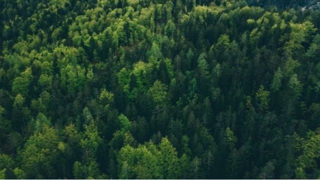 Κίνα: Το αρχαίο δάσος που βρέθηκε 180 μέτρα κάτω από την επιφάνεια της Γης