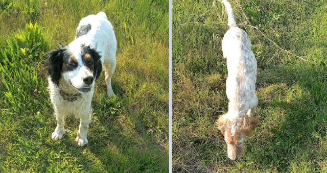 Χάθηκαν δύο κυνηγόσκυλα στα Άνω Καλύβια