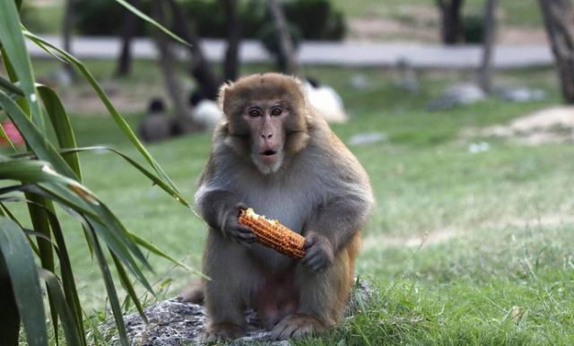 Ιαπωνία: Κινητοποίηση για τη «σύλληψη» άγριου πιθήκου, μετά από 10 επιθέσεις σε δύο εβδομάδες