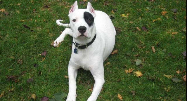 Ανατροπή: Ο σκύλος δεν σκότωσε αλλά προσπάθησε να σώσει τη νεκρή αφεντικίνα του