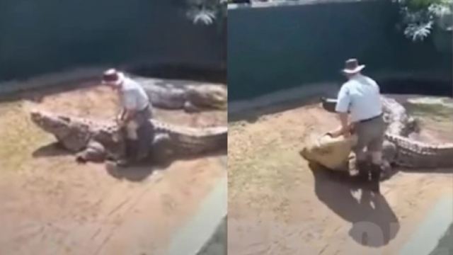 Σοκαριστικό βίντεο: Γιγαντιαίος κροκόδειλος άρπαξε τον εκπαιδευτή του μπροστά σε θεατές