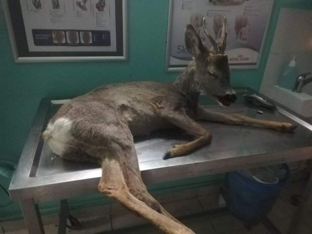 Ακόμη ένα χτυπημένο ζαρκάδι στο δρόμο Λαμίας - Δομοκού