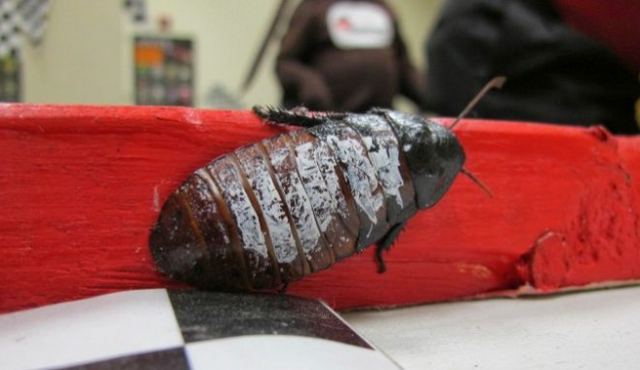 Η αναπαραγωγή των κατσαρίδων πήρε παράξενη τροπή που τις κάνει πιο ανθεκτικές