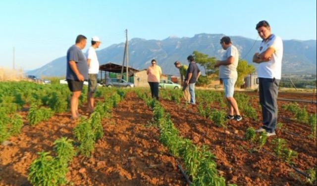 Ο Συνεταιρισμός Στέβιας από τη Λαμία πρότυπο για την Ευρώπη