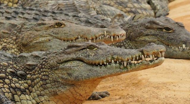 Κροκόδειλοι βγήκαν από ρωγμή στο πεζοδρόμιο! Το κλιπ με τις 930.000 προβολές (BINTEO)