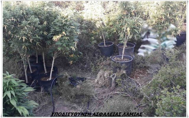 Αδέλφια με χασισοφυτεία στην Αταλάντη