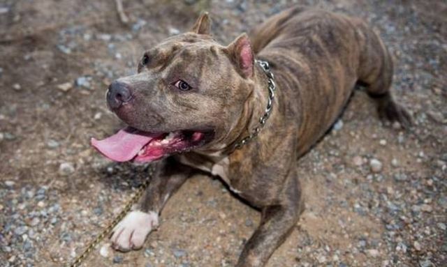 Πιτ-μπουλ δάγκωσε στο πρόσωπο μωρό