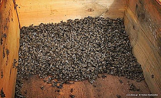 Έγκλημα στο Μαυρολιθάρι Φωκίδας