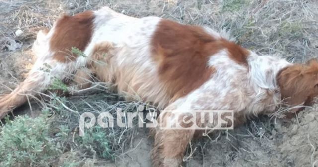 Ηλεία: «Έσπειραν» τον θάνατο σε άτυχα ζώα μέσα στο δάσος των Θινών