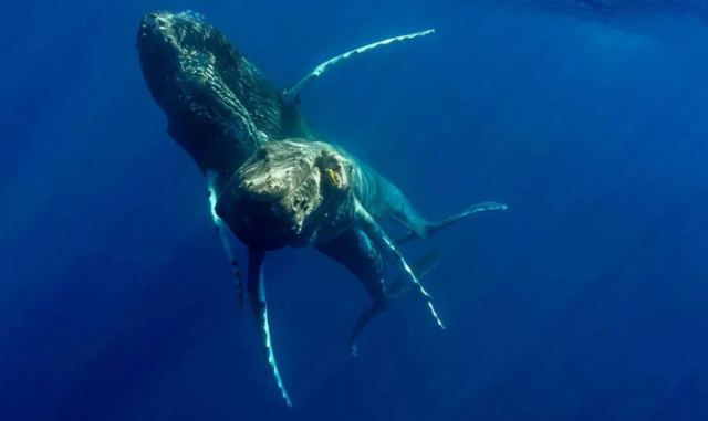 Σπάνιο φαινόμενο: Φωτογράφοι κατέγραψαν τη στιγμή που δυο αρσενικές φάλαινες κάνουν σεξ