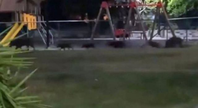 Φθιώτιδα: Φυλάνε σκοπιά με τα όπλα στα μποστάνια για τα αγριογούρουνα