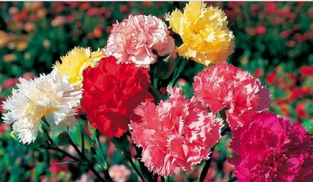 Τέλος εποχής για τα ελληνικά γαρύφαλλα που εξαφανίστηκαν μετά τα κλειστά μπουζούκια