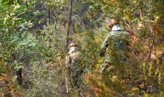 Διευθυντής WWF: Ζωντανός και άκαυτος σημαντικός πυρήνας του Πάρκου της Δαδιάς