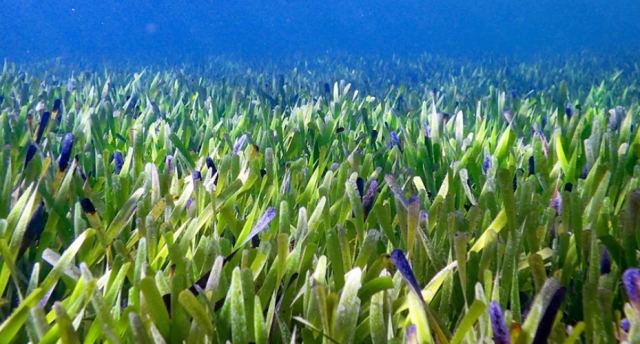 Ανακαλύφθηκε στο βυθό το μεγαλύτερο φυτό - κλώνος στον κόσμο με έκταση όσο 20.000 ποδοσφαιρικά γήπεδα