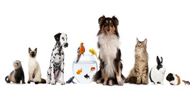 +ΥΠΑΡΧΩ: Οι εκδηλώσεις για τις Ημέρες Ζωοφιλίας 2017