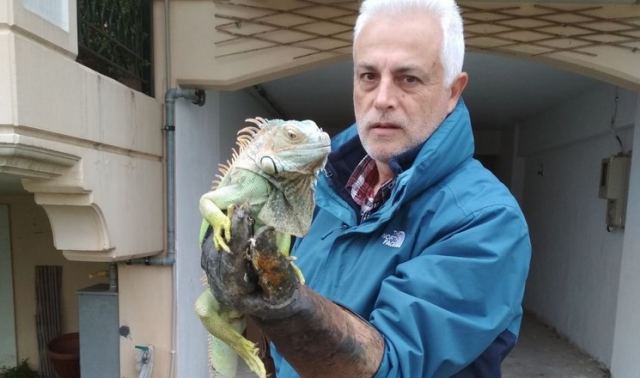 Μεγάλο ιγκουάνα βρέθηκε δίπλα σε κάδο απορριμμάτων στη Λάρισα (φωτ.)