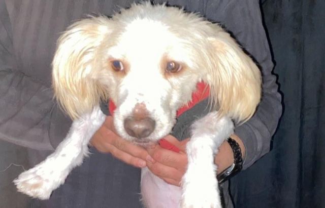 Χάθηκε σκυλάκι στη Νέα Άμπλιανη