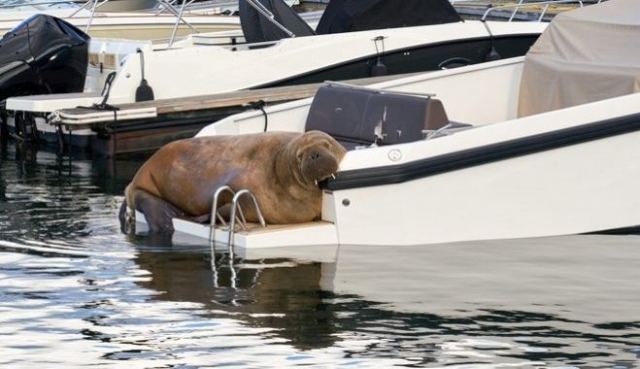 Νορβηγία: Θανάτωσαν τη Freya, τον θαλάσσιο ίππο - μασκότ του Όσλο λόγω της απερισκεψίας του κόσμου