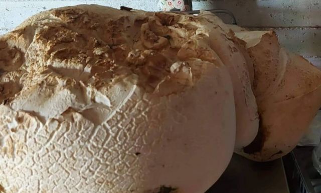 Μανιτάρι - «γίγας» βάρους 9 κιλών εντοπίστηκε στον Τετράλοφο Κοζάνης