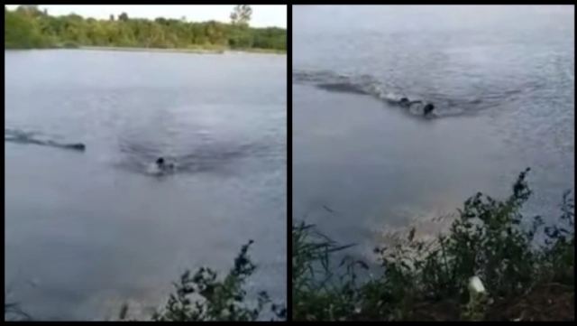 Απίστευτο video: Αλιγάτορας κυνηγάει και δαγκώνει τύπο που μπήκε σε απαγορευμένη λίμνη (vid)