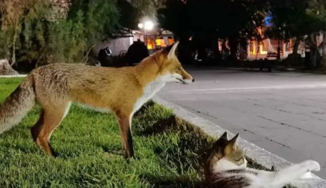 Αλεπού και γάτα έγιναν αχώριστες στο Λουτράκι - Δείτε εικόνες