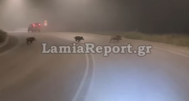 Λαμία: Δείτε βίντεο με αγριογούρουνα στον περιφερειακό της πόλης!
